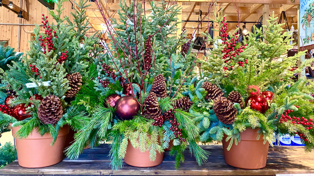 Wicked Winter Pots: How to Make the Best Cool-Season Container Displays