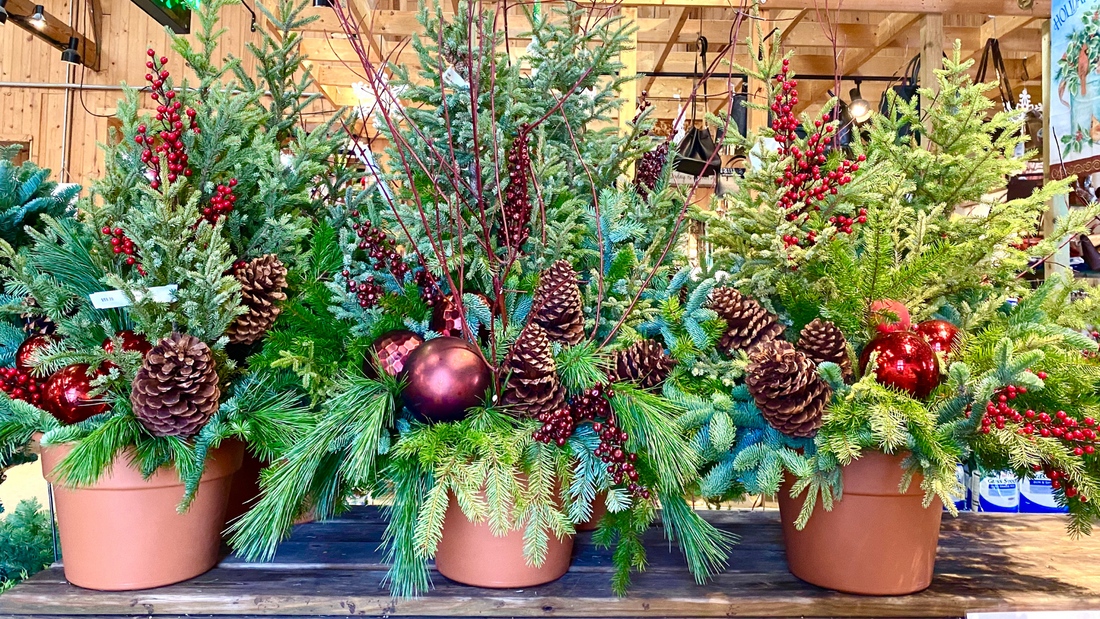 Season Containers Wicked Winter Pots: How to Make the Best Cool-Season Container Display ...