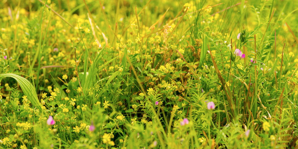 Wild Weeds: A Guide for Managing the Iowa Landscape – wallacegardencenter