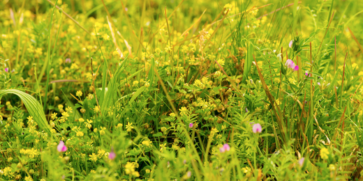 Wallace's Garden Center-Bettendorf-Iowa-Wild Weeds-field with yellow weeds