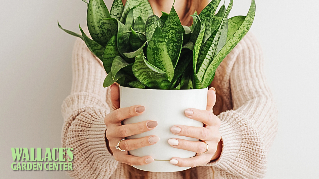 Winter Wellness Starts with a Houseplant