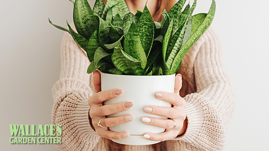 Winter Wellness Starts with a Houseplant