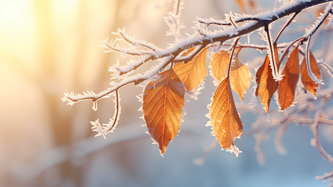 Wallaces Garden Center-Bettendorf-Iowa-Winter Wind Down-frozen leaves tree