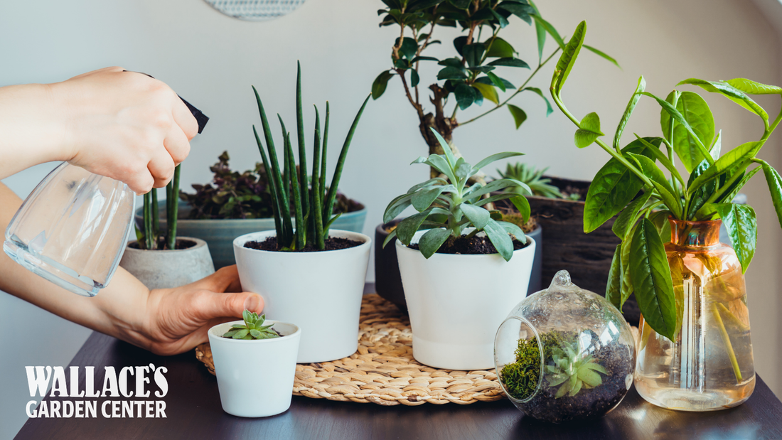 Growing Indoors When the Garden Sleeps