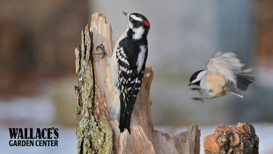 Birdwatching in Bettendorf Backyards