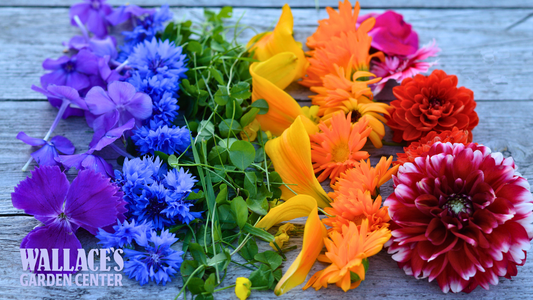 'Dopamine Gardening’ — Color Your Yard Happy in 2026