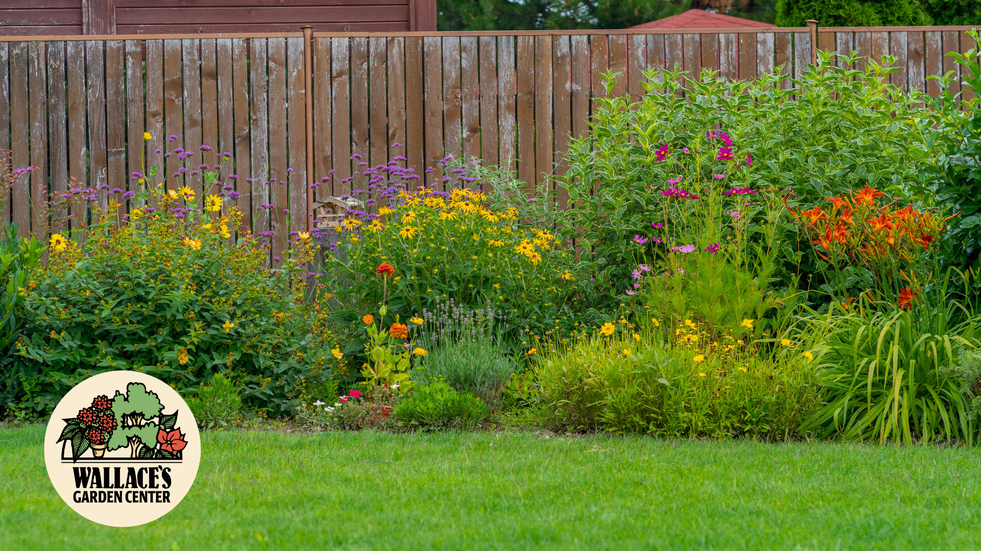 Fill Your Garden Fast with Easy Perennials