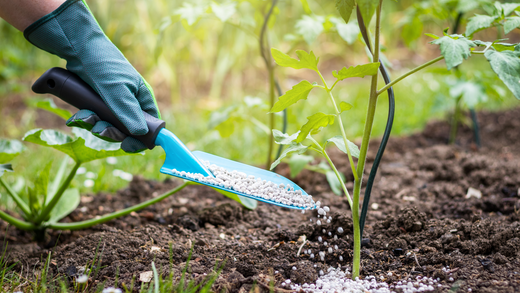 Wallace's Garden Center-Bettendorf-Iowa-fertilizer-person applying fertilizer to garden