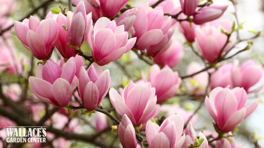 Bettendorf’s Best Ornamental Trees