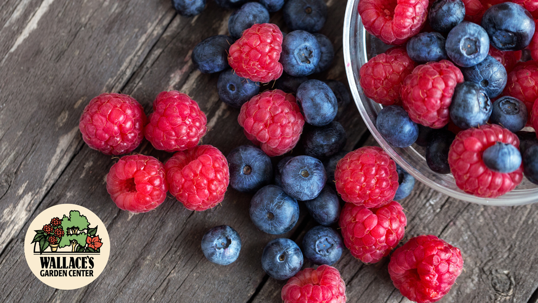 Growing Blueberries & Raspberries at Home