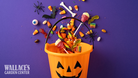 Halloween Happenings: Family-Friendly Fun & Halloween Events in The Quad Cities
