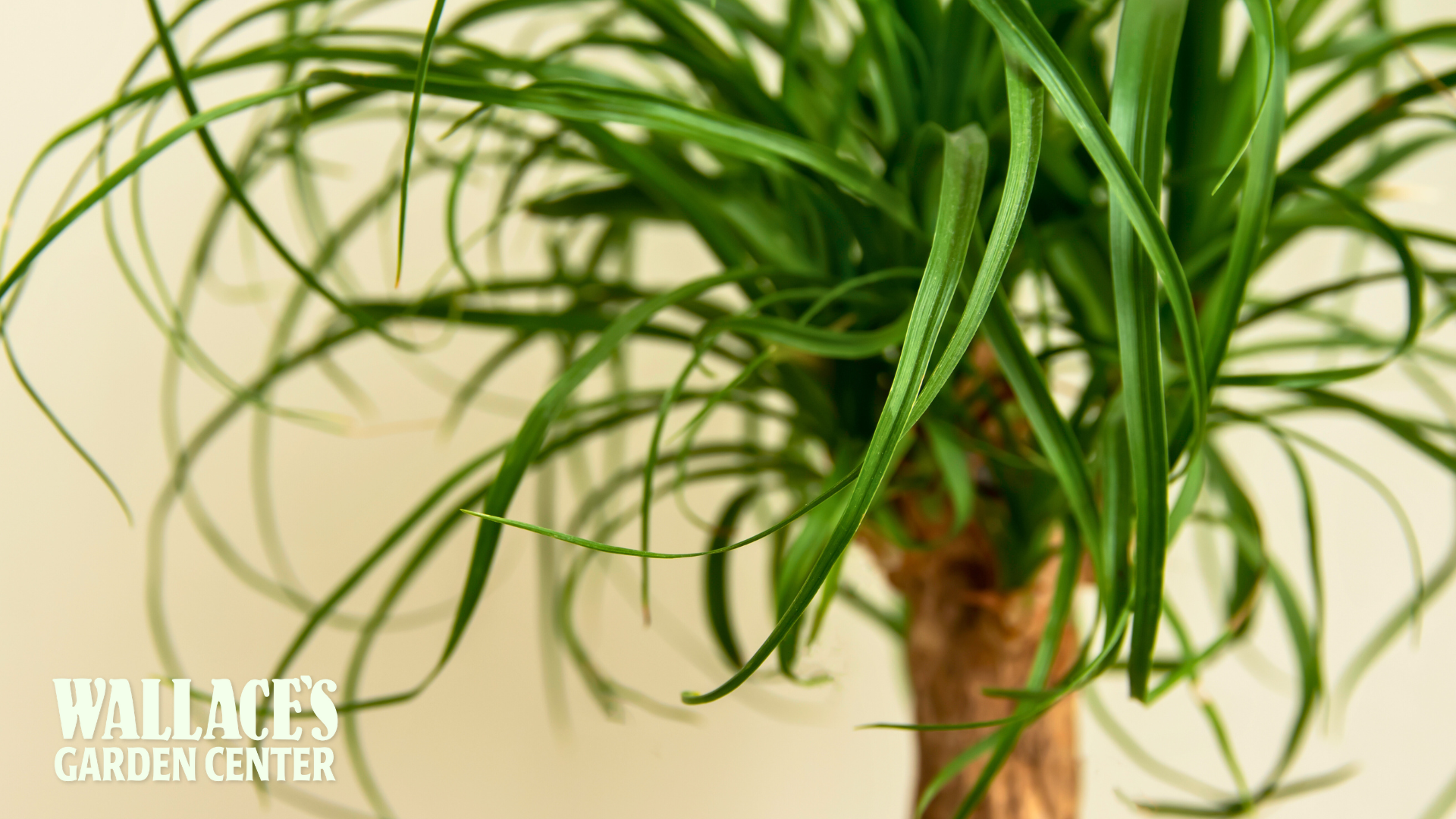 Staff Plant Picks: A Reliable Favorite from Our Team