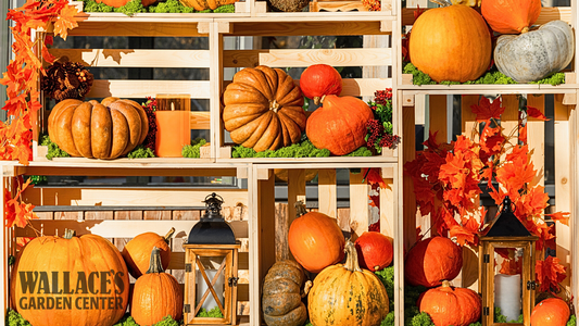 Think Outside the Pie — Unexpected Ways to Use Pumpkins This Fall