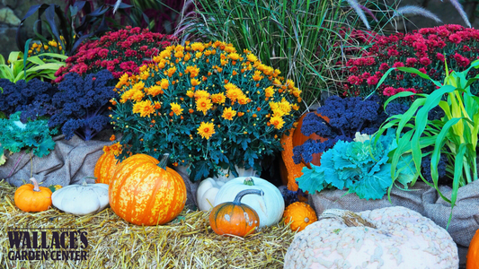 Your Late-September Garden Glow-Up