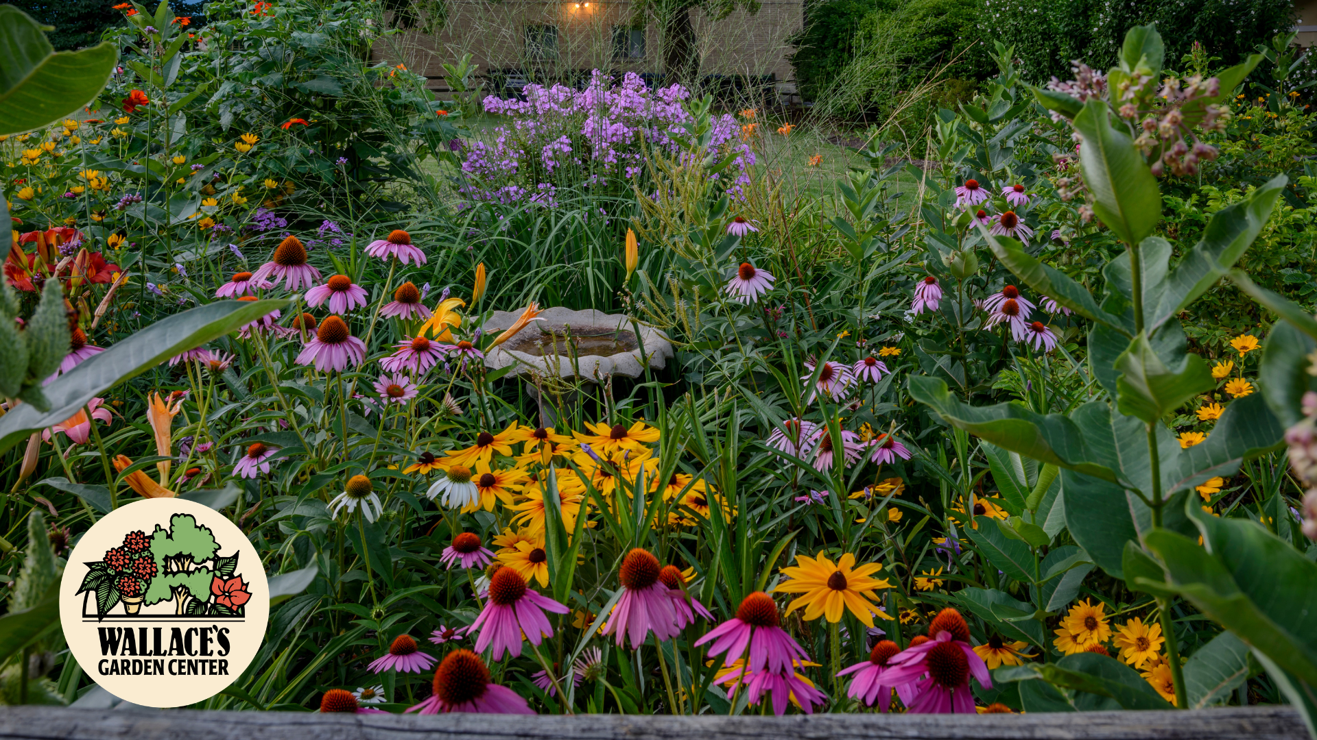 Wallaces Garden Center-Bettendorf-Iowa-late summer color perennials that keep the landscape going-hero