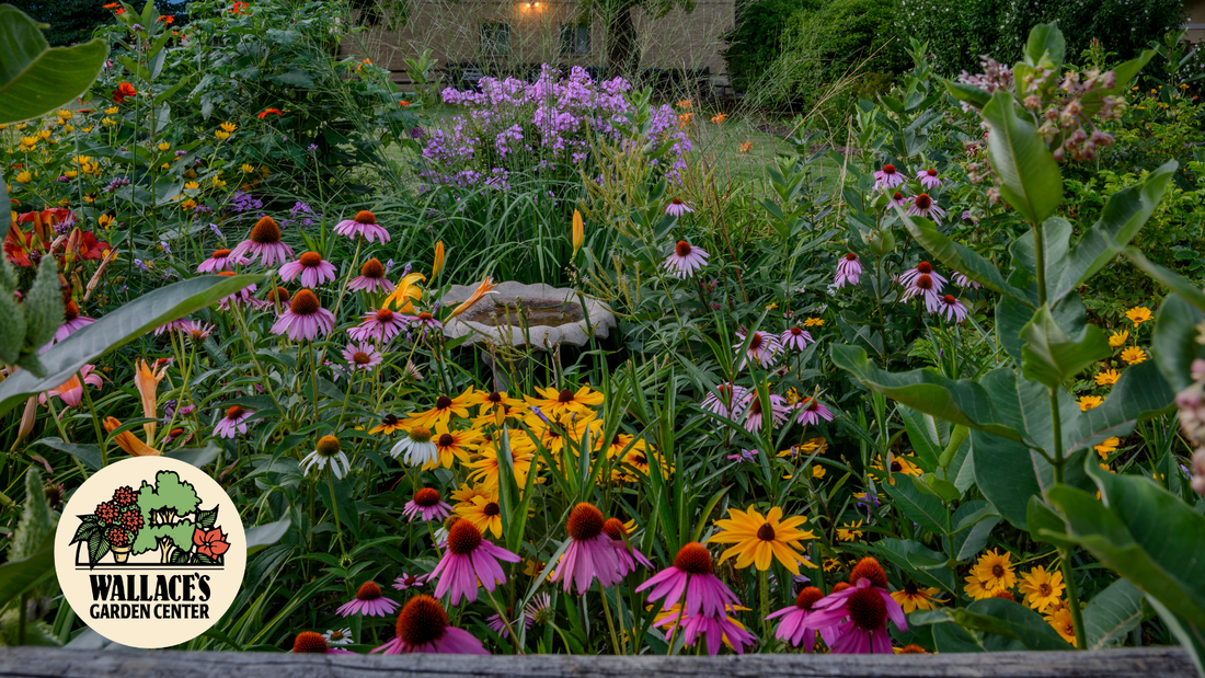Wallaces Garden Center-Bettendorf-Iowa-late summer color perennials that keep the landscape going-hero