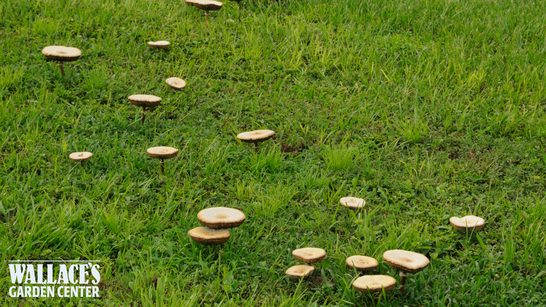 The Fungus Among Us: Mushrooms & Mystery Spots