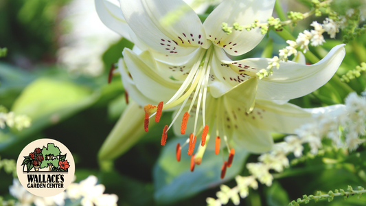 Pantone’s 2026 Color of the Year: ‘Cloud Dancer’ in the Garden