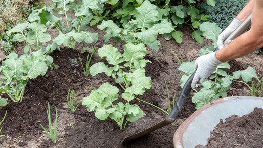 Wallace's Garden Center-Bettendorf-Iowa-prepare your garden for fall-planting broccoli