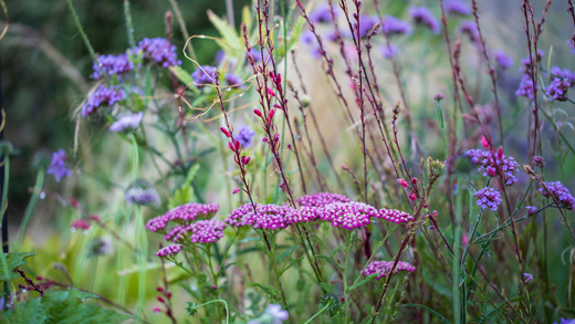 Wallace's Garden Center-Bettendorf-Iowa-preparing perennials for spring-perennial flower border