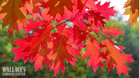 Seasonal Showstoppers: Trees That Light Up Iowa in Autumn