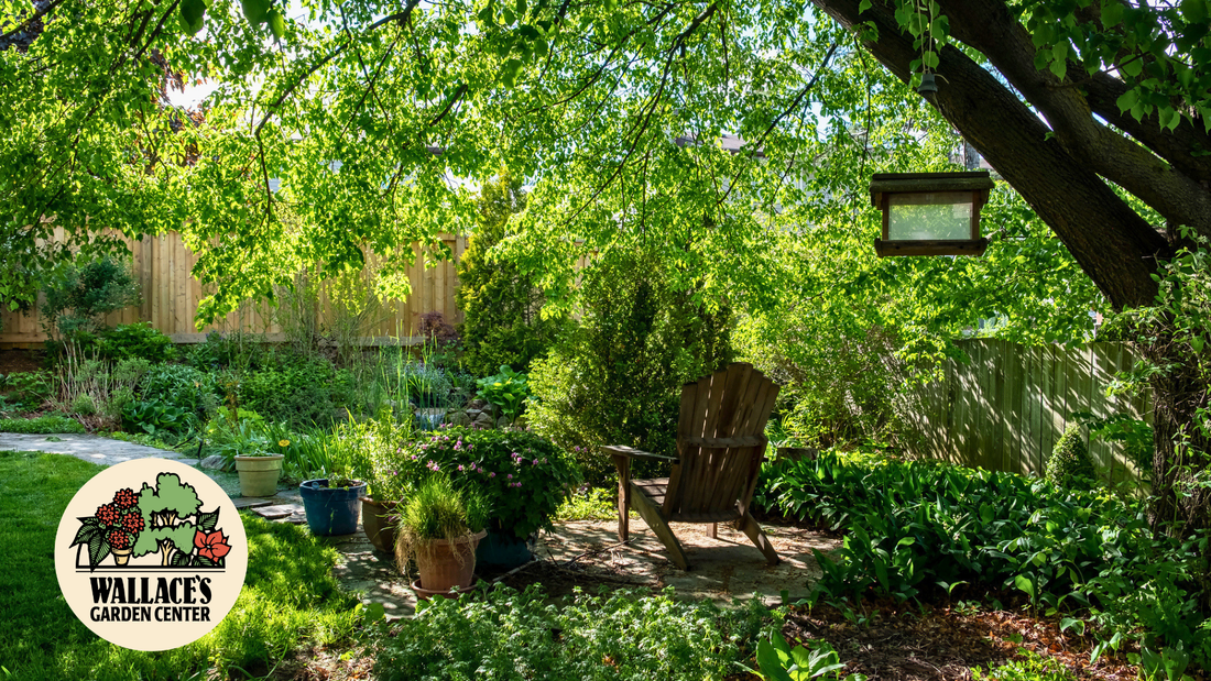 Shade Plants That Shine in The Summer