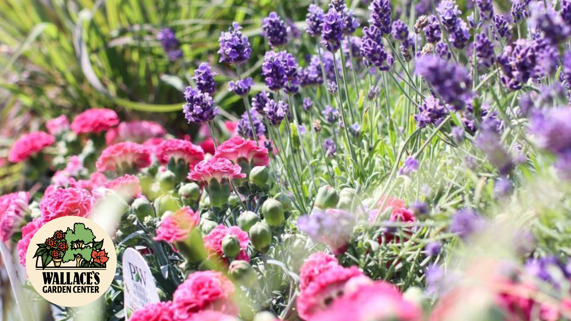 Staff Spotlight: Our Go-To Perennials