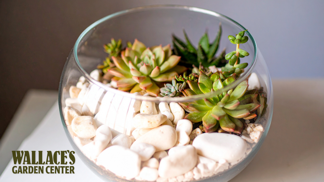 Mini Indoor Gardens for the Dark Days of Winter