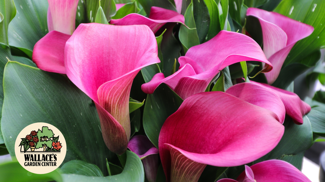 Love at First Bloom: Valentine’s Gift Plants That Last Longer Than Roses