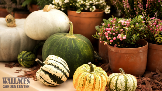 Decorate & Dine: Fall Fun with Winter Squash!