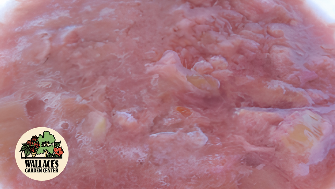Wallaces Garden Center-Bettendorf-River Rose Rhubarb Sauce recipe