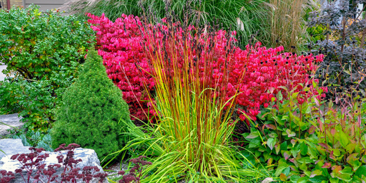 Wallace's Garden Center-Bettendorf-Shrubs for Fall Color-colorful fall plants in garden png