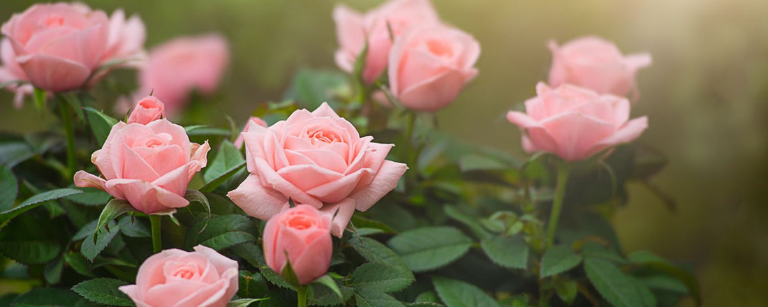 How to Prune Roses: A Simple 5-Step Guide for Healthier Blooms