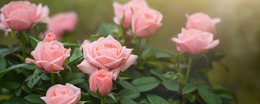 How to Prune Roses: A Simple 5-Step Guide for Healthier Blooms