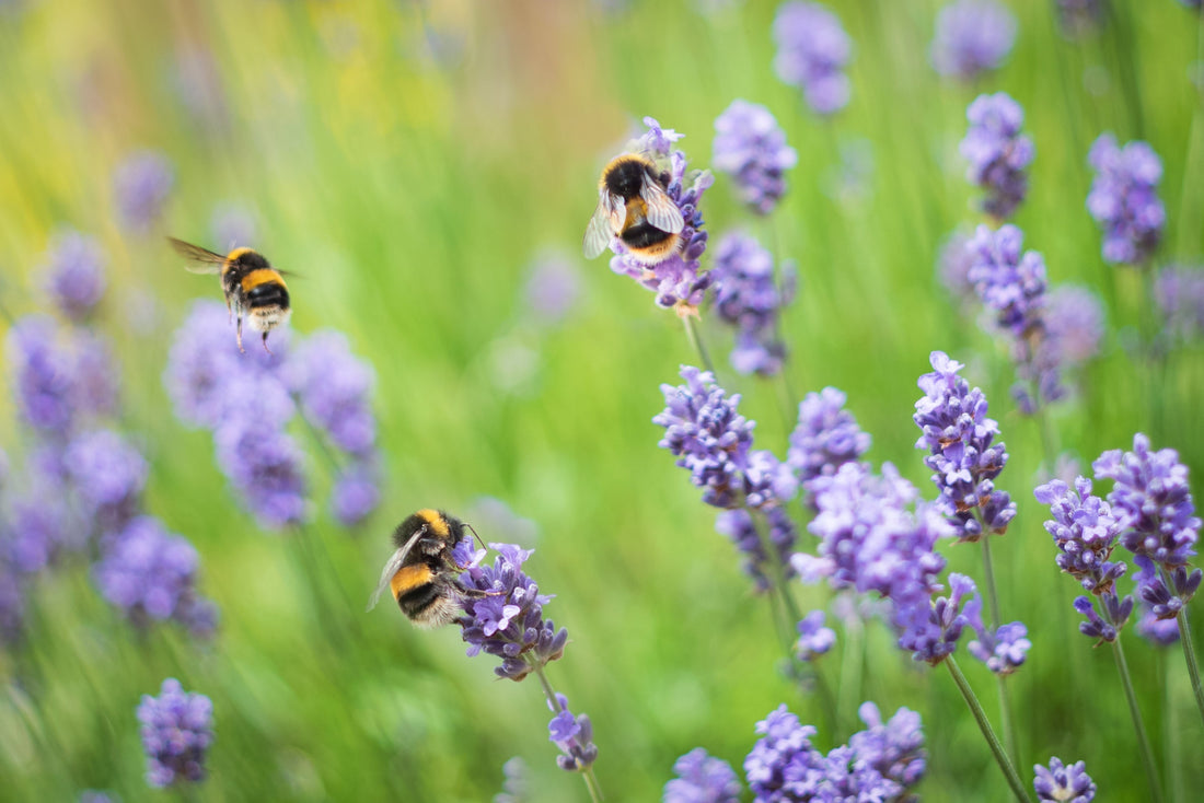Wallaces_Garden_Center_Bettendorf_Iowa-bumblebees-enjoying-lavender-flowers