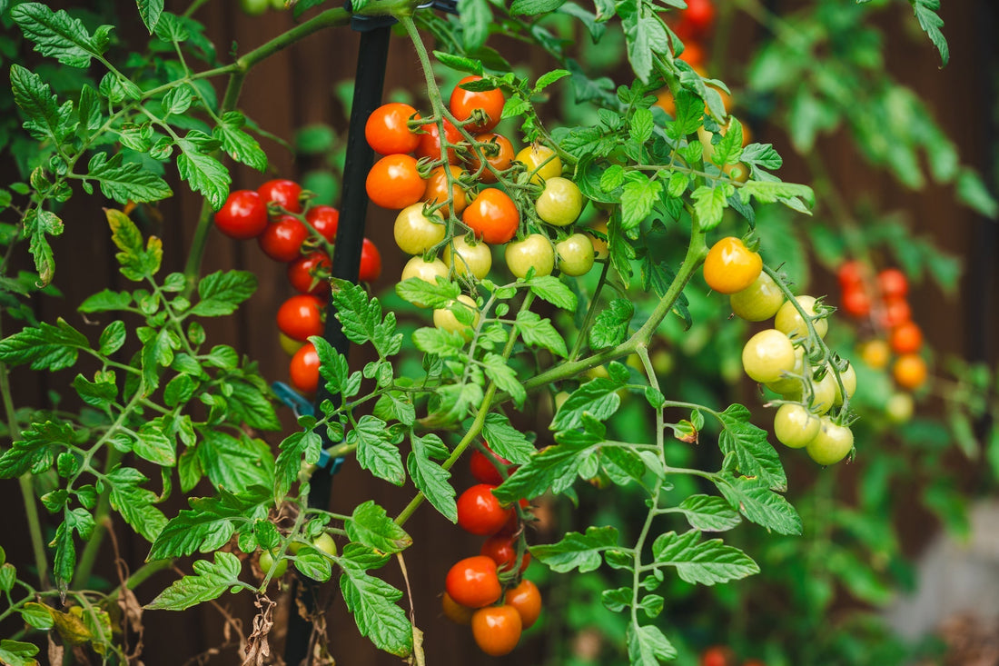 Wallaces_Garden_Center_Bettendorf_Iowa-cherry-tomatoes-in-the-garden