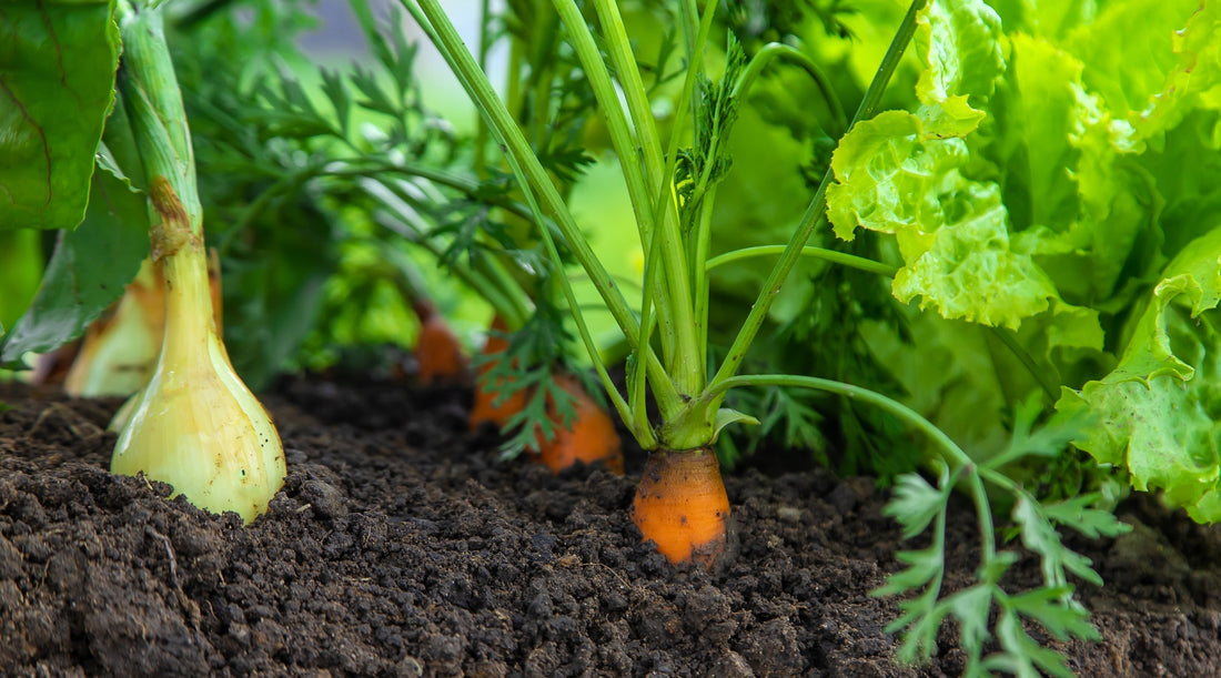 Wallaces_Garden_Center_Bettendorf_Iowa-vegetables-growing-in-a-garden