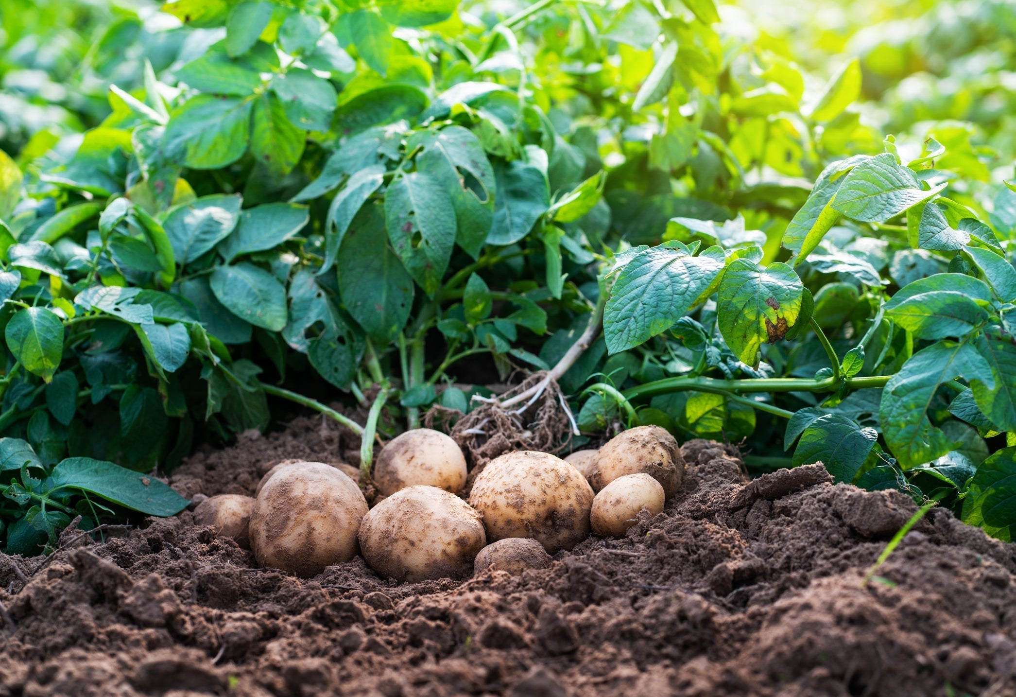 Growing Potatoes at Home – wallacegardencenter