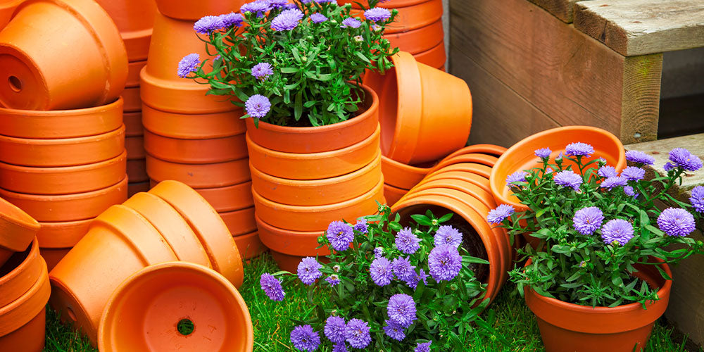 Which Plants Grow Best in Terracotta Pots? wallacegardencenter