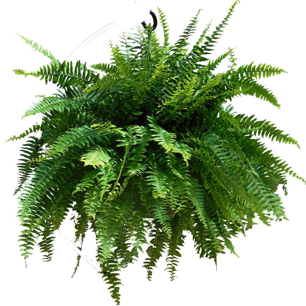 Boston Fern Hanging Basket - Wallace Garden Center