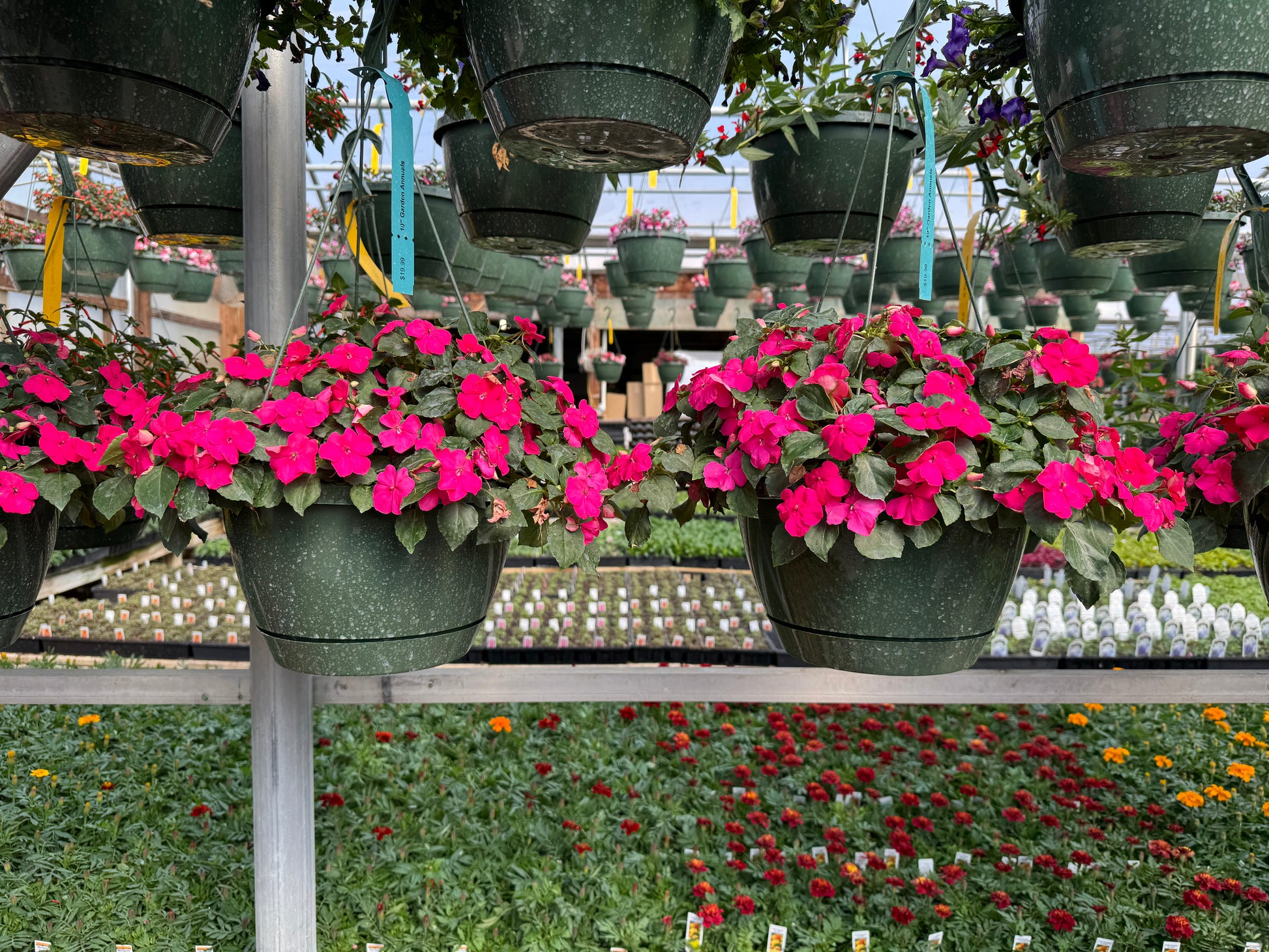 annual plants for hanging baskets Garden Annuals Hanging Basket – wallacegardencenter