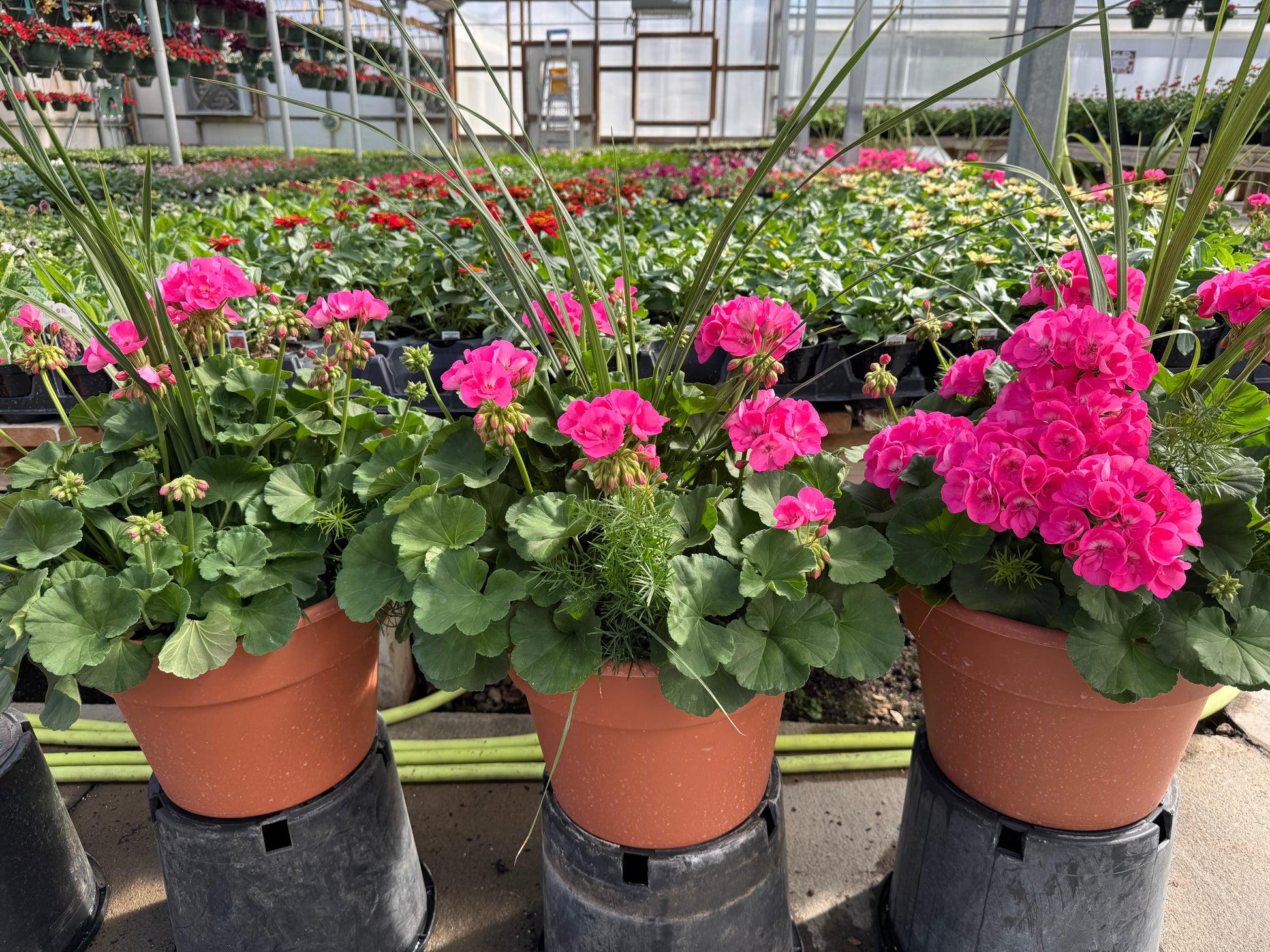potting mix for geraniums Geranium Classic Combo 12" Pot – wallacegardencenter