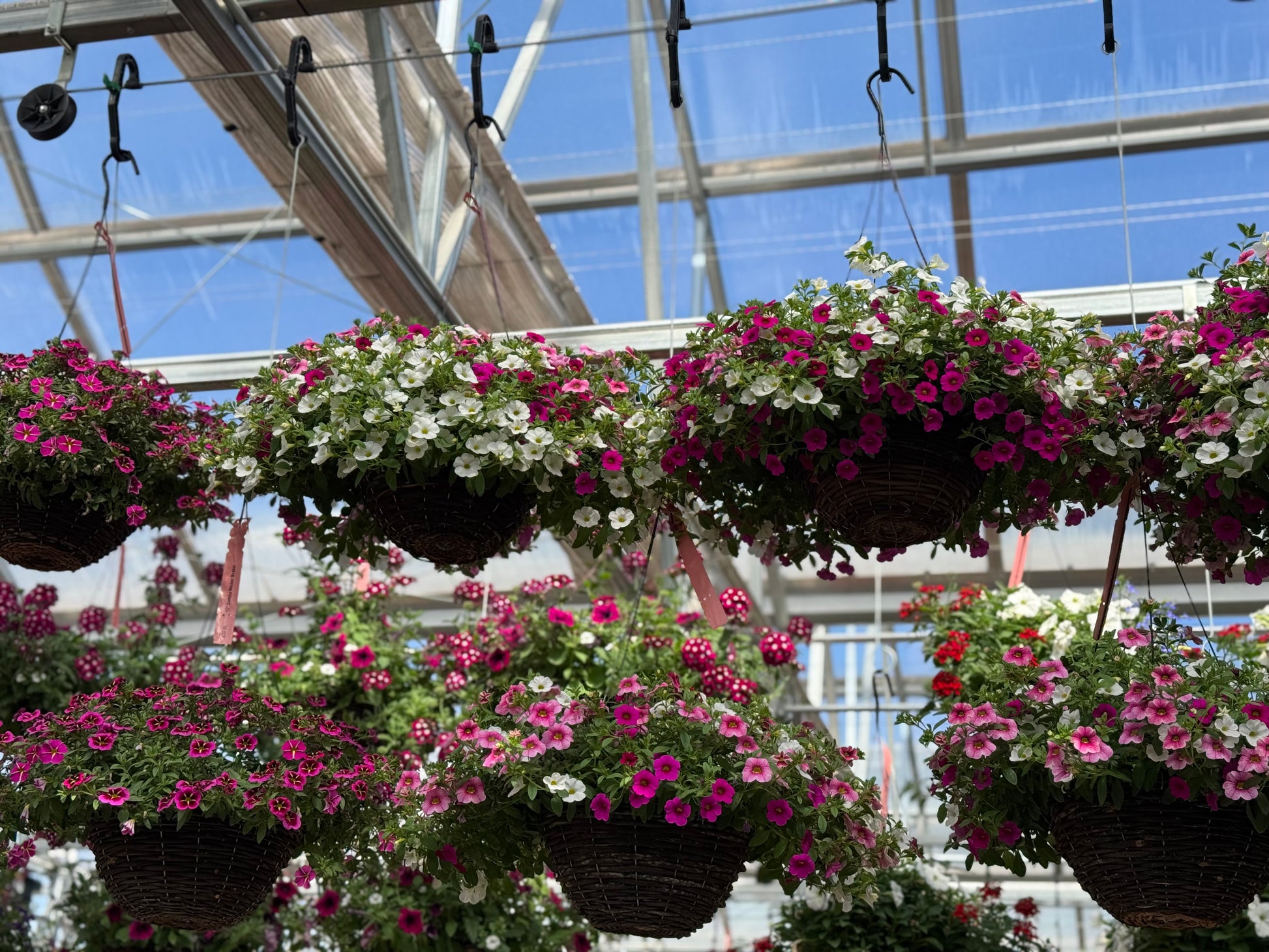 ready planted hanging baskets near me 14" Black wire and Cocoa liner Premium combo Hanging Basket – wallacegardencenter