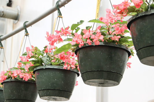 Premium Annuals Hanging Basket