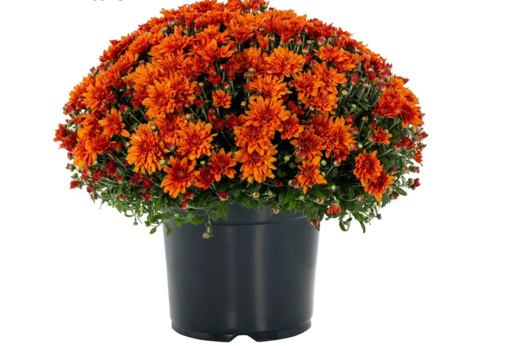Garden Mum 8" Pot