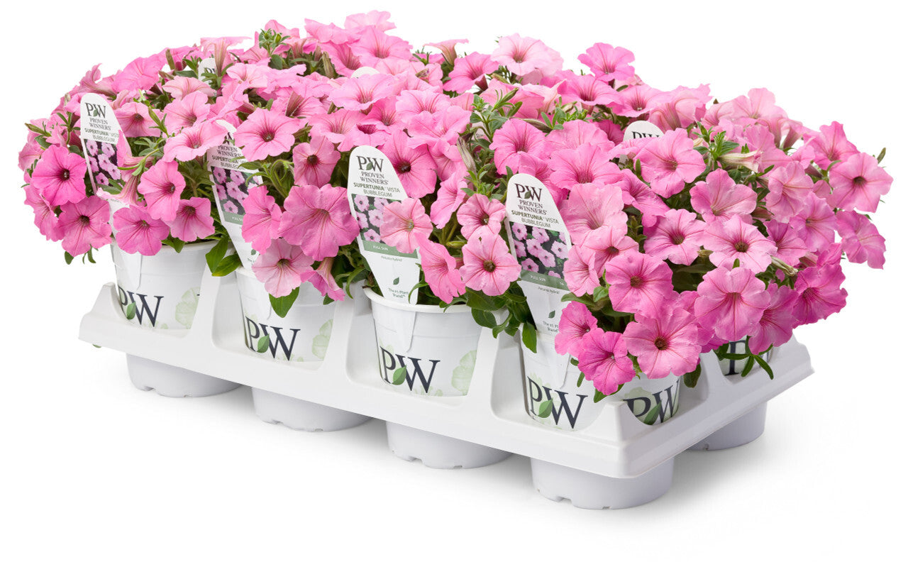 Preorder Proven Winners - Supertunia Vista® Bubblegum® 4.5" Classic pot