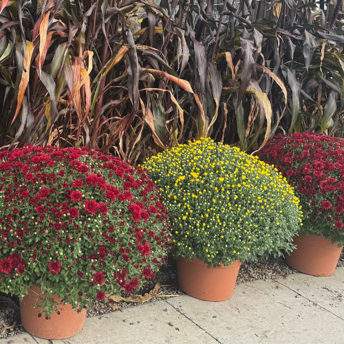 Garden Mum 12" with Terra Cotta Deco Pot