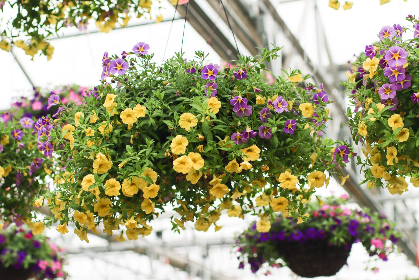 wicker hanging plant basket 14" Black wire and Cocoa liner Premium combo Hanging Basket – wallacegardencenter