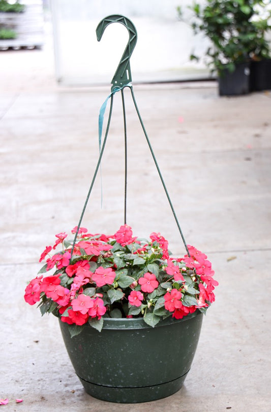 Garden Annuals Hanging Basket - Wallace's Garden Center