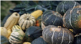 Mixed Squash Acorn Butternut Spaghetti Delicata Buttercup
